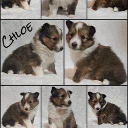 Shetland Sheepdog Puppies from Henotic Homestead's Shetland Sheepdogs