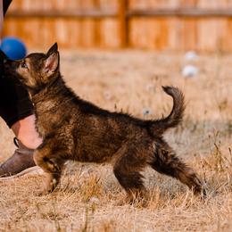 N Female - German Shepherd puppy in Vancouver, Washington from DraugrHaus German Shepherds
