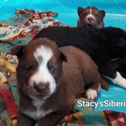 May - Red and white female Siberian Husky puppy in Savannah, Georgia from Stacy's Siberian Huskies