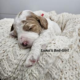 Red Girl - Parti female Labradoodle puppy in Payson, Utah from Utah County Labradoodles