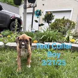 Teal Collar Boy - Brindle Boxer puppy in East Longmeadow, Massachusetts from Boxer Bliss
