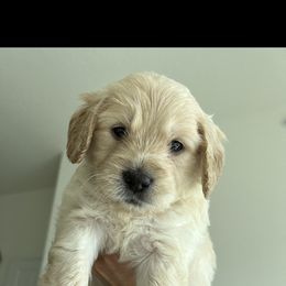 Goldendoodle Puppies from The Golden Honey