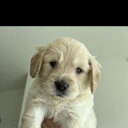 Goldendoodle Puppies from The Golden Honey