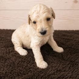 Halo - Cream female Poodle puppy in Washington, Pennsylvania from Patriotic Poodles