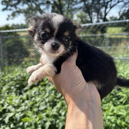 Ity Bity Black and tan female - Black and tan female Chihuahua puppy in Isanti, Minnesota from Happy Little Chihuahuas
