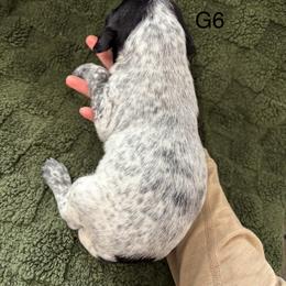 German Shorthaired Pointer Puppies from Golden pointers