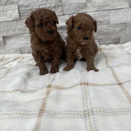 Cavapoo Puppies from Corrington Curls