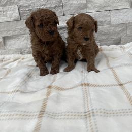 Cavapoo Puppies from Corrington Curls