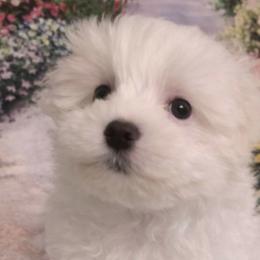 Lily - White female Maltese puppy in North Myrtle Beach, South Carolina from Perfect Puppies