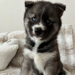 Lola - Gray and white female Siberian Husky puppy in Miramar, Florida from FamilyFur