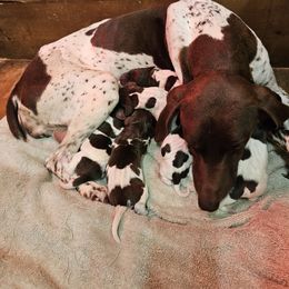 Girl 5 - Liver and white female German Shorthaired Pointer puppy in Henderson, Texas from C4 Gun Dogs