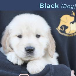 Lime (female) - Golden female Golden Retriever puppy in Mills River, North Carolina from Appalachian Dog Training LLC