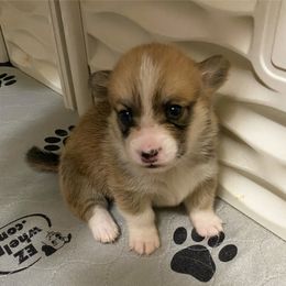 American Corgi and Pembroke Welsh Corgi Puppies from Swezey Pembroke Welsh Corgis