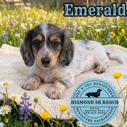EMERALD - Dapple male Dachshund puppy in Columbia, Louisiana from Diamond 5R Ranch AKC & CKC Miniature Dachshunds