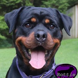 Reign - Rottweiler