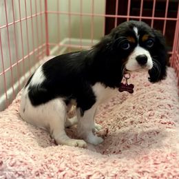 Cavalier King Charles Spaniel puppies from Ellis Family Cavaliers