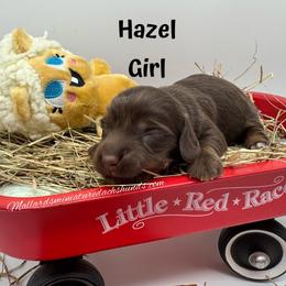 Hazel - Chocolate and tan female Dachshund puppy in Montevallo, Alabama from Mallard's Miniature Dachshunds