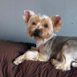 Fiona - Yorkshire Terrier