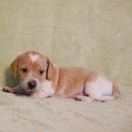 Dasha - Piebald female Dachshund puppy in Meridian, Idaho from Lucy’s Dachshund Home