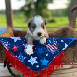 Mr. USA - Blue merle male Miniature Australian Shepherd puppy in Doddridge, Arkansas from Huddleston Farm