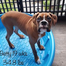 Boxer Puppies from Starlight Boxer Corner