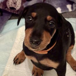 Orange - Black and tan female Manchester Terrier puppy in East Oakdale, California from Tango Kennels