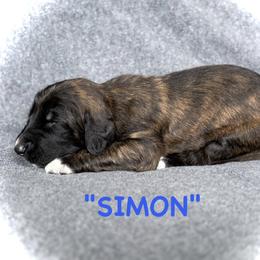 Simon - Red male Afghan Hound puppy in Kona, Hawaii from "Hounds of Heaven" - Afghan Hounds