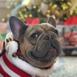 Duke - French Bulldog