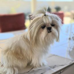 Male - Gold and white male Shih Tzu puppy in Victorville, California from Californiadreamyshihtzus
