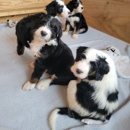 Bernedoodle Puppies from Beloved Bernedoodles of North Dakota