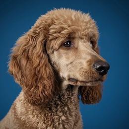 Piper - Red  female Poodle puppy in Plainfield, New Jersey from Caris Paws Poodles and Labradoodles