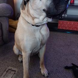 Mastiffs from Taresa's Pups