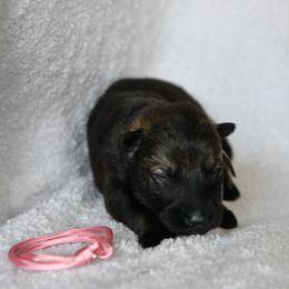 Pink - Sable female German Shepherd puppy in Louisburg, North Carolina from C6 Ranch & Shepherds