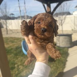 Girl - Red  female Goldendoodle puppy in Nampa, Idaho from Mar Doodles LLC