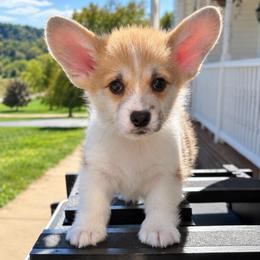 Bear - Red male Pembroke Welsh Corgi puppy in Abingdon, Virginia from Em-K Kennels