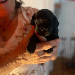 Cockapoo, Double Doodle, Goldendoodle, Poodle, and Shihpoo Puppies from Peace, Love, and Puppies at the Creek