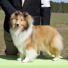 Opal - Shetland Sheepdog