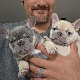 French Bulldog Puppies from Fav Frenchie Boutique