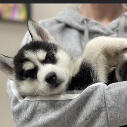 SJ - Black and white Siberian Husky puppy in Columbia, South Carolina from Surge x Stormy’s Puppies