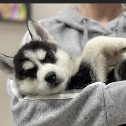 SJ - Black and white Siberian Husky puppy in Columbia, South Carolina from Surge x Stormy’s Puppies