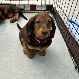Pink - Red female Dachshund puppy in Hemet, California from Rare Treat Dachshunds