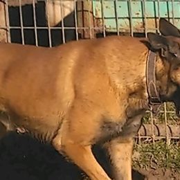 Belgian Malinois and German Shepherds from Boisdarc K9