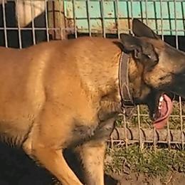Belgian Malinois and German Shepherds from Boisdarc K9