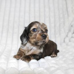 Boy 1 - male Dachshund puppy in Fairfax, Iowa from Grayson’s Lovable Dachshunds