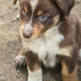 Wilma she is - Red tri-color female Australian Shepherd puppy in Three Rivers, Michigan from Mitten Australian Shepherds