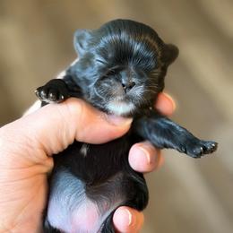 Girl 1 - Black female Shih Tzu puppy in Berkeley Springs, West Virginia from Sandridge Shih Tzus