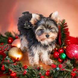 Yorkshire Terrier Puppies from Essence of Grace Yorkies