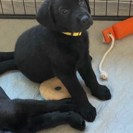 Labrador Retriever Puppies from Triple L Labs & Co.
