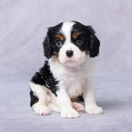 Remy - Tri-color male Cavalier King Charles Spaniel puppy in Apple Creek, Ohio from Grandeur Valley Puppies