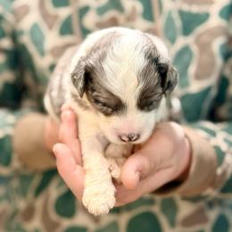 Gizmo - Blue merle male Aussiedoodle puppy in Eastman, Georgia from Dood B Ranch